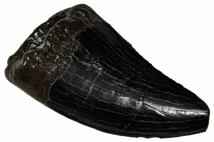 Serrated, Tyrannosaur (Nanotyrannus) Tooth - Montana #350384
